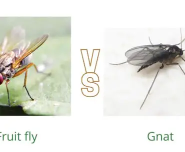 Fruit fly vs gnat
