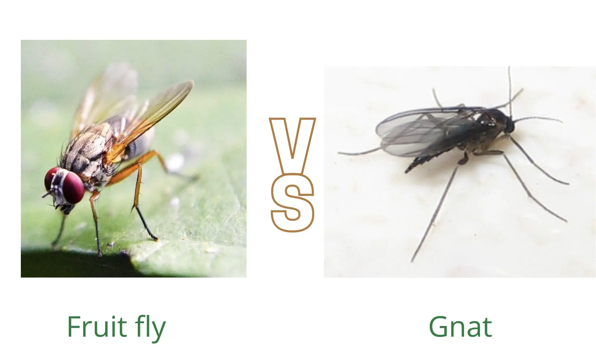 Fruit fly vs gnat