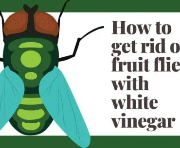 How to get rid of fruit flies with white vinegar