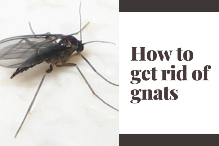 How to get rid of gnats