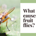 What causes fruit flies