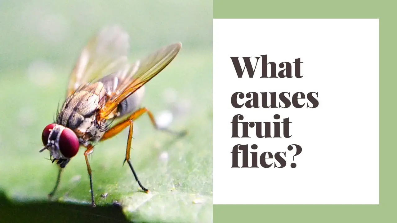 What causes fruit flies