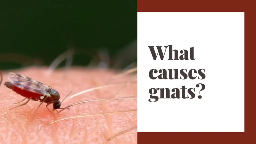 The Unexpected Importance Of Gnats You Wont Believe This - nttl5f7