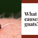What causes gnats