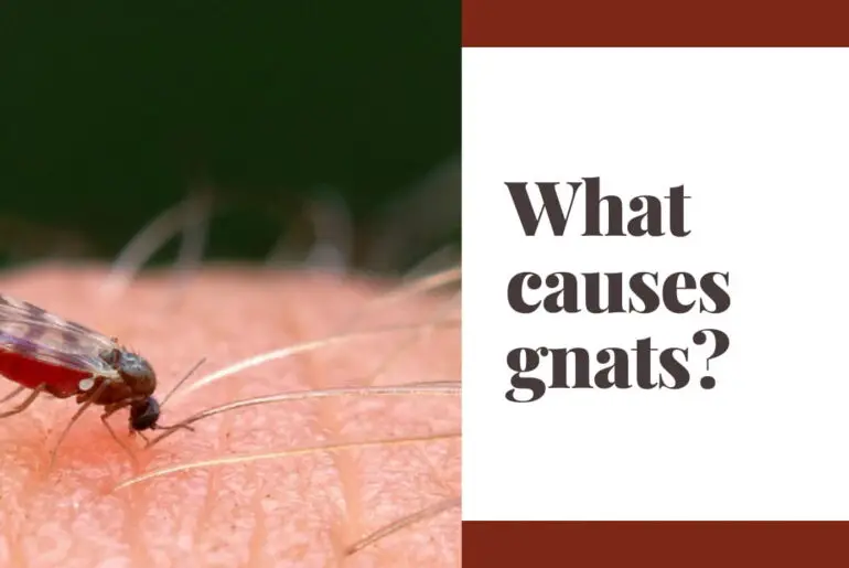 What causes gnats