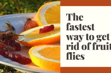 What is the fastest way to get rid of fruit flies