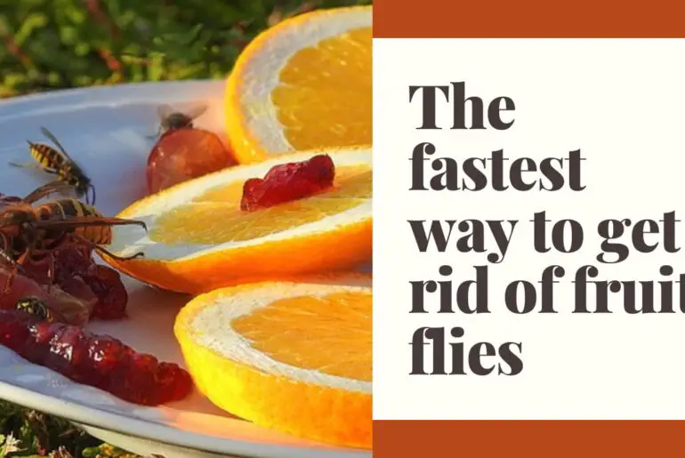 What is the fastest way to get rid of fruit flies