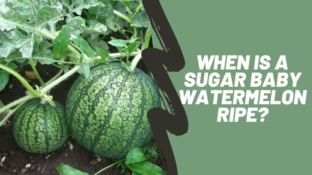 When is a sugar baby watermelon ripe