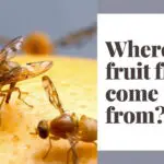 Where do fruit flies come from