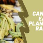 Can you eat plantains raw