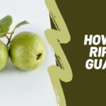 How to ripen guava