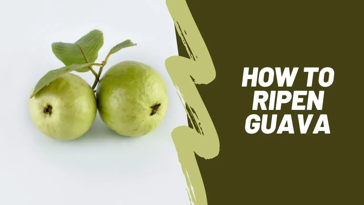 How to ripen guava