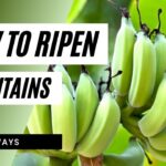 How to ripen plantains