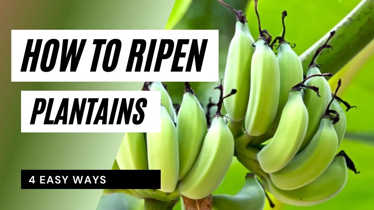 How to ripen plantains