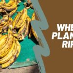 When is plantain ripe