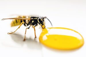 Can a wasp kill you? - Emborahome