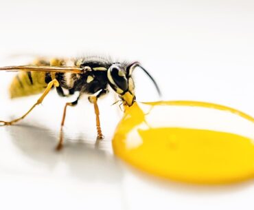 Can a wasp kill you