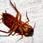 Does killing a cockroach attract more