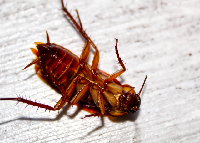 Does killing a cockroach attract more