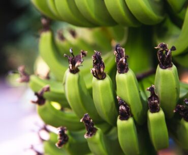 How to eat green bananas