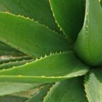 How to store aloe vera gel for a long time without refrigeration