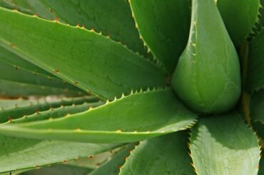 How to store aloe vera gel for a long time without refrigeration