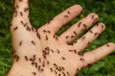 Why do ants bite