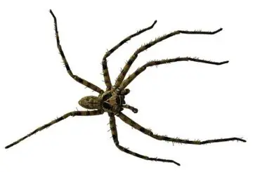 how do spiders get into the house
