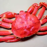 Can you eat raw crab meat