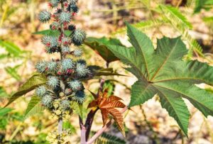 Can you eat castor plant